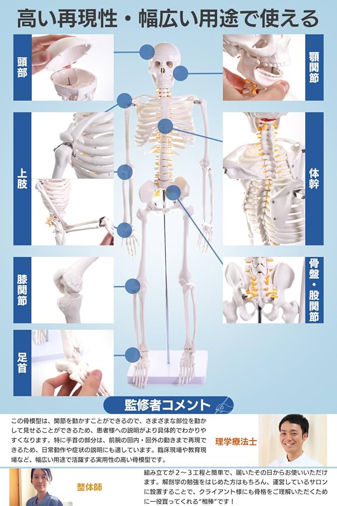 Amazon.co.jp: 【理学療法士×整体師W監修】 人体模型 1/2 全身骨格模型
